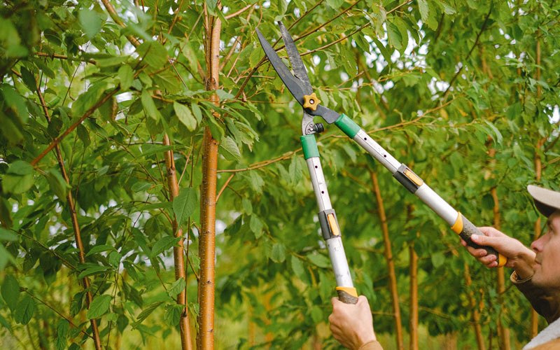 Tree trimming in Corunna, IN