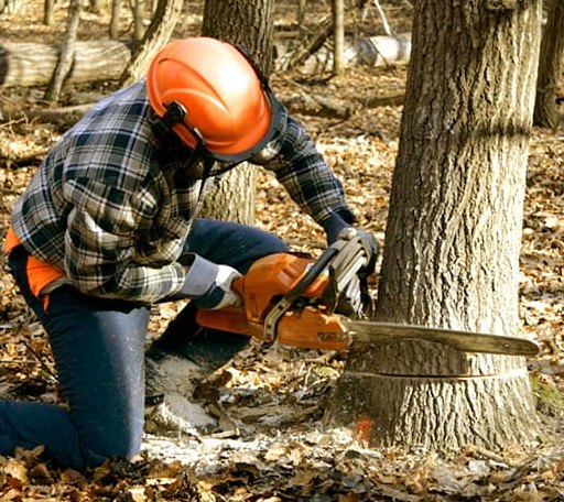 Tree Removal in Corunna, IN